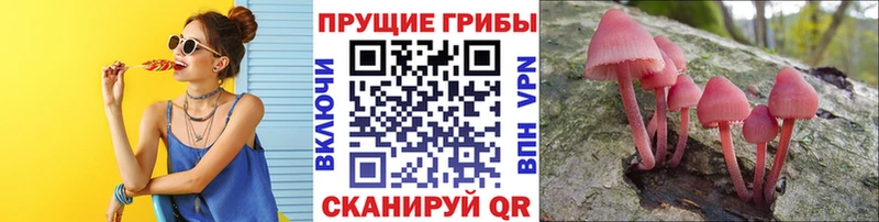 Псилоцибиновые грибы Cubensis  Нерчинск 